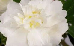 Diana Camellia Sasanqua - 1 Gallon Pot 9 Diana Camellia Sasanqua - 1 Gallon Pot -Leafy Joy Shop Camellia Diana Flower Closeup