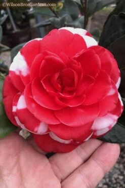 Dixie Knight Supreme Camellia Japonica - 3 Gallon Pot 13 Dixie Knight Supreme Camellia Japonica - 3 Gallon Pot -Leafy Joy Shop Camellia Dixie Knight 10
