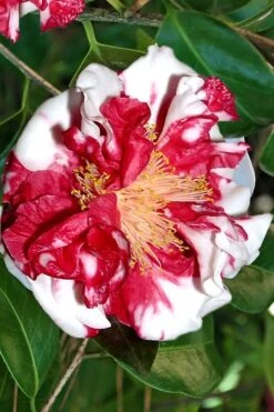 Dixie Knight Supreme Camellia Japonica - 3 Gallon Pot 11 Dixie Knight Supreme Camellia Japonica - 3 Gallon Pot -Leafy Joy Shop Camellia Dixie Knight Supreme 3