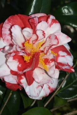 Dixie Knight Supreme Camellia Japonica - 3 Gallon Pot 12 Dixie Knight Supreme Camellia Japonica - 3 Gallon Pot -Leafy Joy Shop Camellia Dixie Knight Supreme 67