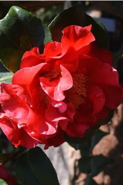 Frank Brownlee Camellia - 3 Gallon Pot -Leafy Joy Shop Camellia Frank Brownlee 2