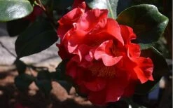 Frank Brownlee Camellia - 3 Gallon Pot -Leafy Joy Shop Camellia Frank Brownlee 3