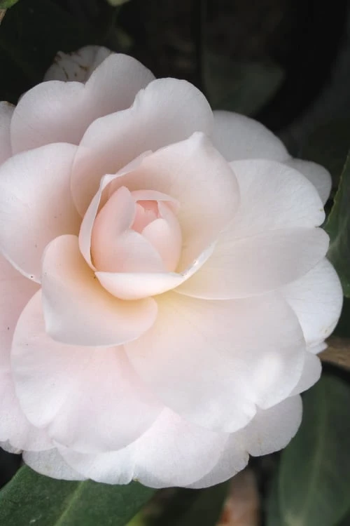 Goggy Camellia Japonica - 1 Gallon Pot 3 Goggy Camellia Japonica - 1 Gallon Pot