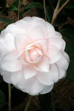 Goggy Camellia Japonica - 1 Gallon Pot 9 Goggy Camellia Japonica - 1 Gallon Pot -Leafy Joy Shop Camellia Goggy 3