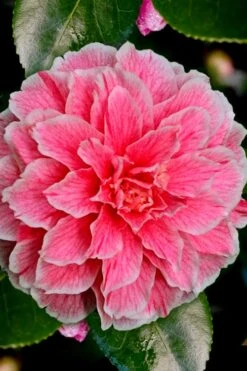 Brilliant Gem Fragrant Camellia Japonica - Herme - 3 Gallon Pot 13 Brilliant Gem Fragrant Camellia Japonica - Herme - 3 Gallon Pot -Leafy Joy Shop Camellia Hermes 6