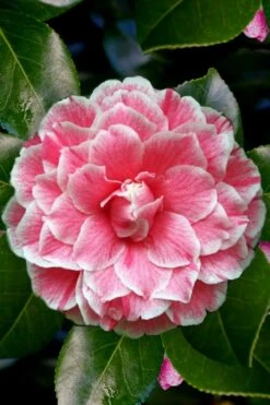 Brilliant Gem Fragrant Camellia Japonica - Herme - 3 Gallon Pot 12 Brilliant Gem Fragrant Camellia Japonica - Herme - 3 Gallon Pot -Leafy Joy Shop Camellia Herrmes 4