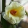 Kicho Yellow Camellia Japonica - 3 Gallon Pot 1 Kicho Yellow Camellia Japonica - 3 Gallon Pot -Leafy Joy Shop Camellia Kicho 1