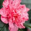 Kick Off Camellia Japonica - 1 Gallon Pot -Leafy Joy Shop Camellia Kick Off 10 1