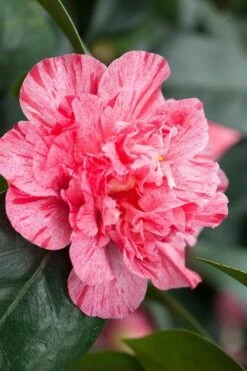 Kick Off Camellia Japonica - 3 Gallon Pot -Leafy Joy Shop Camellia Kick Off 10