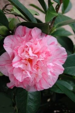 Kick Off Camellia Japonica - 1 Gallon Pot -Leafy Joy Shop Camellia Kick Off 2 1
