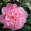 Kick Off Camellia Japonica - 3 Gallon Pot -Leafy Joy Shop Camellia Kick Off 2
