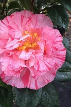 Kick Off Camellia Japonica - 3 Gallon Pot -Leafy Joy Shop Camellia Kick Off 3