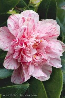 Kick Off Camellia Japonica - 3 Gallon Pot -Leafy Joy Shop Camellia Kick Off 4