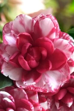 Kiku-Toji Camellia Japonica - 1 Gallon Pot -Leafy Joy Shop Camellia Kiku Toji 1