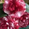 Kiku-Toji Camellia Japonica - 1 Gallon Pot 1 Kiku-Toji Camellia Japonica - 1 Gallon Pot -Leafy Joy Shop Camellia Kiku Toji 2