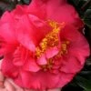 Kramers Supreme Red Double Camellia Japonica - 2 Gallon Pot -Leafy Joy Shop Camellia Kramers Supreme 11
