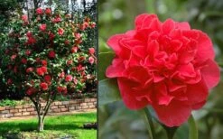 Kramers Supreme Red Double Camellia Japonica - 2 Gallon Pot -Leafy Joy Shop Camellia Kramers Supreme 2