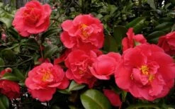 Kramers Supreme Red Double Camellia Japonica - 2 Gallon Pot -Leafy Joy Shop Camellia Kramers Supreme 52