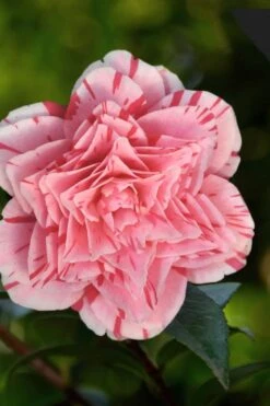 Les Marbury Camellia Japonica - 1 Gallon Pot -Leafy Joy Shop Camellia Les Marbury 3