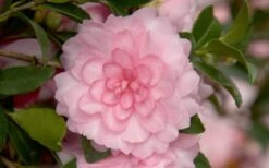 October Magic Pink Perplexion Camellia - 3 Gallon Pot -Leafy Joy Shop Camellia October Magic Pink Perplexion