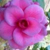 Purple Dawn Camellia Japonica - 3 Gallon Pot -Leafy Joy Shop Camellia Purple Dawn 9