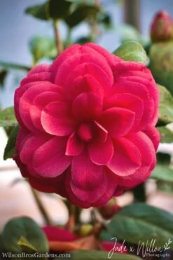 Purple Dawn Camellia Japonica - 3 Gallon Pot -Leafy Joy Shop Camellia Purple Dawn JW 1