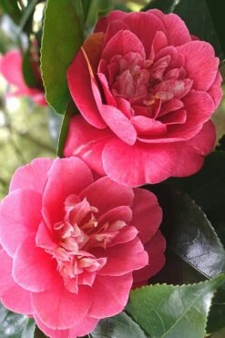 R. L. Wheeler Camellia Japonica - 7 Gallon Pot (3-4') -Leafy Joy Shop Camellia R L Wheeler 1