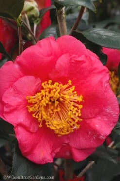R. L. Wheeler Camellia Japonica - 7 Gallon Pot (3-4') -Leafy Joy Shop Camellia R L Wheeler 10