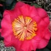 R. L. Wheeler Camellia Japonica - 7 Gallon Pot (3-4') -Leafy Joy Shop Camellia R L Wheeler 12