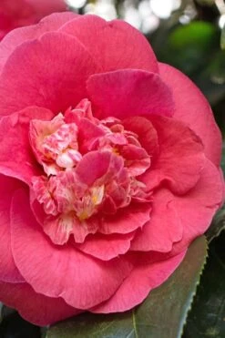 R. L. Wheeler Camellia Japonica - 7 Gallon Pot (3-4') -Leafy Joy Shop Camellia RL Wheeler 7