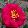 Reverend Ida Red ShiShi Gashira Dwarf Camellia Sasanqua - 3 Gallon Pot -Leafy Joy Shop Camellia Reverend Ida 1