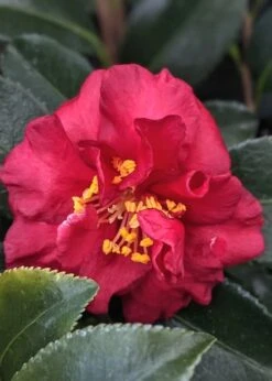 Reverend Ida Red ShiShi Gashira Dwarf Camellia Sasanqua - 3 Gallon Pot -Leafy Joy Shop Camellia Reverend Ida 3