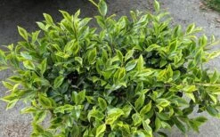 Royal Flush Shi Shi Variegated Camellia Sasanqua - 3 Gallon Pot -Leafy Joy Shop Camellia Royal Flush Shi Shi 2