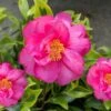 Royal Flush Shi Shi Variegated Camellia Sasanqua - 3 Gallon Pot 1 Royal Flush Shi Shi Variegated Camellia Sasanqua - 3 Gallon Pot -Leafy Joy Shop Camellia Royal Flush Shi Shi 4