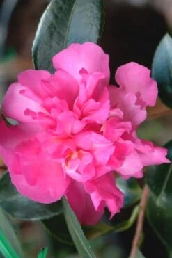 Sparkling Burgundy Camellia Sasanqua - 1 Gallon Pot -Leafy Joy Shop Camellia Sparkling Burgundy 21