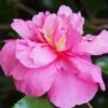 Sparkling Burgundy Camellia Sasanqua - 1 Gallon Pot -Leafy Joy Shop Camellia Sparkling Burgundy 22
