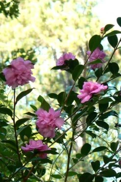 Sparkling Burgundy Camellia Sasanqua - 1 Gallon Pot -Leafy Joy Shop Camellia Sparkling Burgundy 24