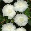 October Magic White Shishi Gashira Dwarf Camellia Sasanqua - 3 Gallon Pot -Leafy Joy Shop Camellia White ShiShi Gashira 1