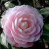 Winter's Rose Cold Hardy Dwarf Camellia - 2 Gallon Pot -Leafy Joy Shop Camellia Winters Rose 4