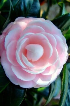 Winter's Rose Cold Hardy Dwarf Camellia - 2 Gallon Pot -Leafy Joy Shop Camellia Winters Rose 6