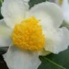 Yellow Big Leaf Tea Plant - Camellia Sinensis - 1 Gallon Pot 2 Yellow Big Leaf Tea Plant - Camellia Sinensis - 1 Gallon Pot -Leafy Joy Shop Camellia Yellow Big Leaf Flower Closeup