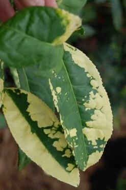 Yellow Big Leaf Tea Plant - Camellia Sinensis - 1 Gallon Pot -Leafy Joy Shop Camellia Yellow Big Leaf Leaves