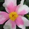 Yume Camellia Sasanqua - 3 Gallon Pot -Leafy Joy Shop Camellia Yume 1