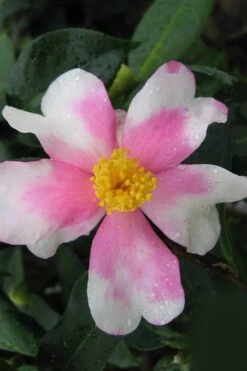 Yume Camellia Sasanqua - 3 Gallon Pot -Leafy Joy Shop Camellia Yume 2
