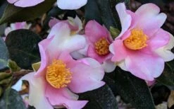 Yume Camellia Sasanqua - 3 Gallon Pot -Leafy Joy Shop Camellia Yume 5
