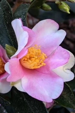Yume Camellia Sasanqua - 3 Gallon Pot -Leafy Joy Shop Camellia Yume 7