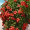Balboa Sunset Trumpet Vine (Campsis Radicans) - 5 Gallon Pot -Leafy Joy Shop Campsis Balboa Sunset 1