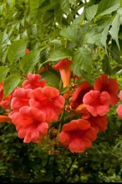 Balboa Sunset Trumpet Vine (Campsis Radicans) - 5 Gallon Pot -Leafy Joy Shop Campsis Balboa Sunset 2