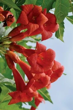Balboa Sunset Trumpet Vine (Campsis Radicans) - 5 Gallon Pot -Leafy Joy Shop Campsis Balboa Sunset 3