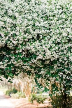 Madison Confederate Jasmine - 6 Pack Of 1 Gallon Pots -Leafy Joy Shop Campsis Madame Galen 18